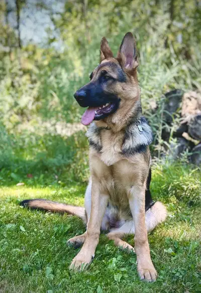 German Shepherd Puppies, View more