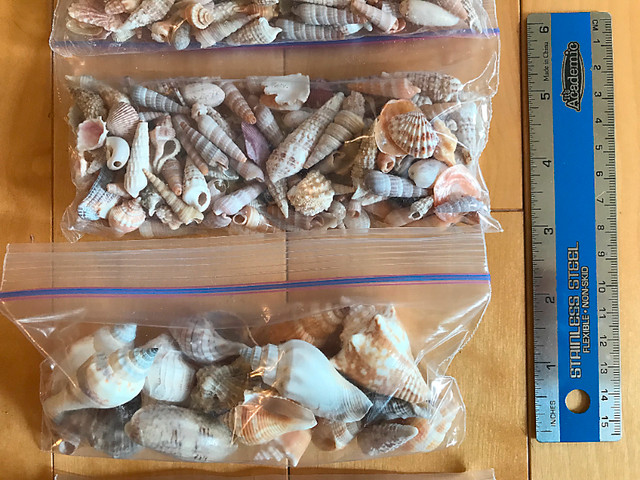 Seashells in Hobbies & Crafts in St. John's - Image 3