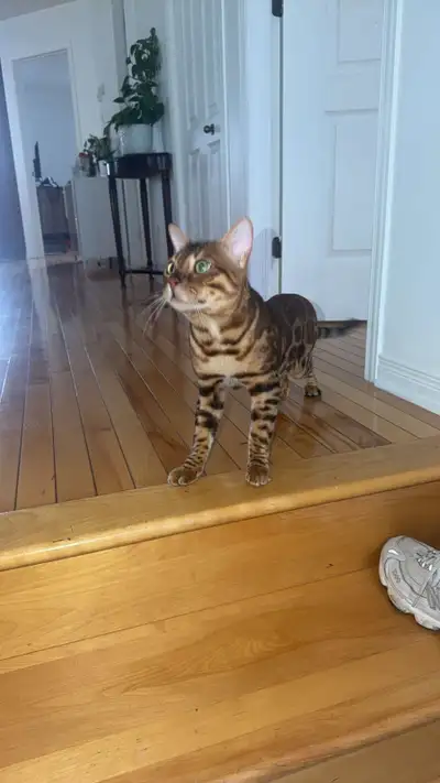✨ Magnifique Bengal à vendre, View more