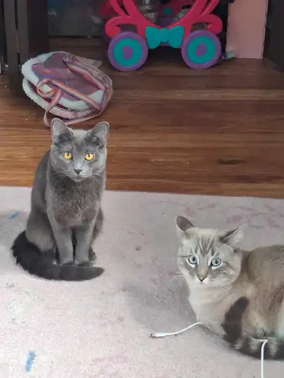 We are looking to rehome our two beautiful cats, both 11 months old and healthy. Male Lynx Point Sia...