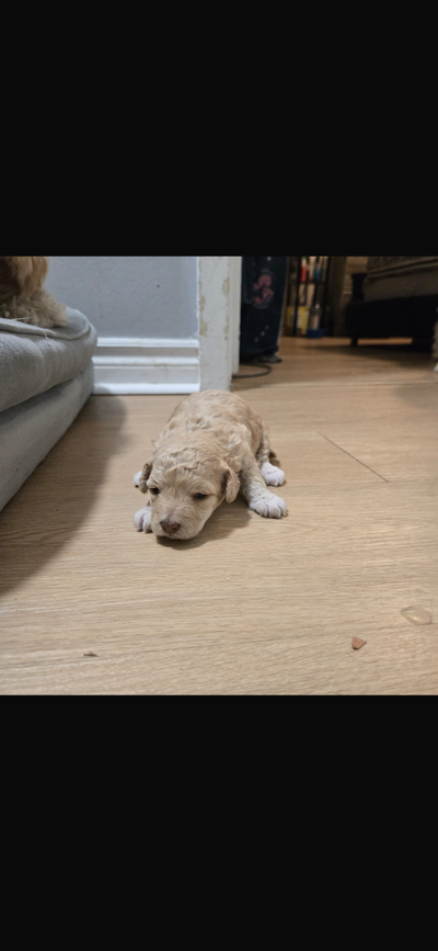 Adorable Maltipoo Puppies Ready for Their Forever Homes ✨, View more