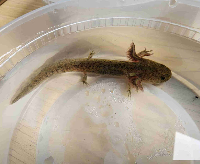 Axolotls in Other Pets for Rehoming in Edmonton