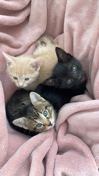 Yeux Adoptez Des Chats Et Chatons Dans Quebec Petites Annonces De Kijiji