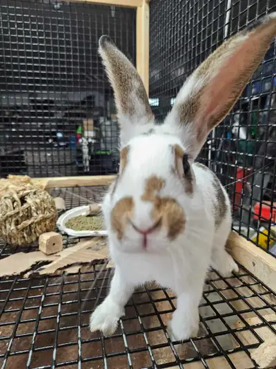 Rex rabbit 14 weeks old, View more