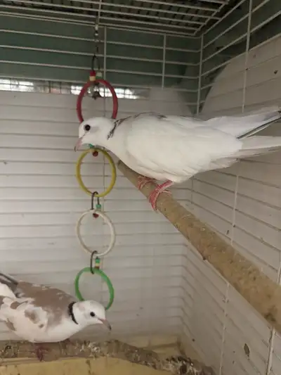 dove for sale with cage , View more