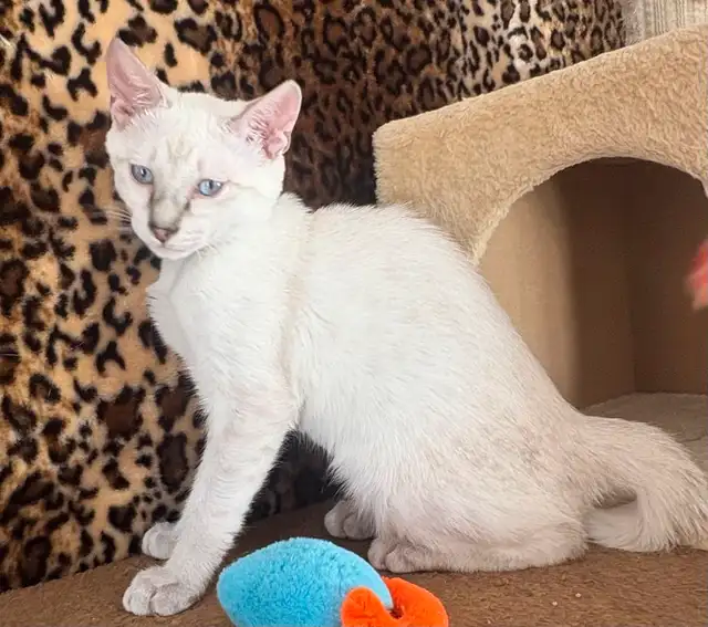Chaton Savannah F5 snow (c. noir) in Cats & Kittens for Rehoming in Québec City - Image 2