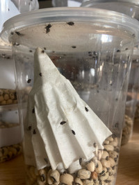 Bean weevils - easy, small feeder insect