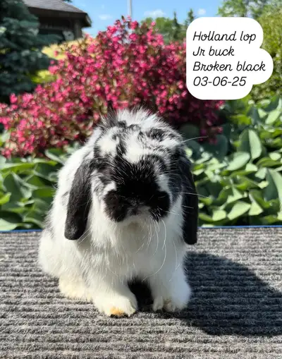 Nices holland lop and Netherland Dwarf availables, View more