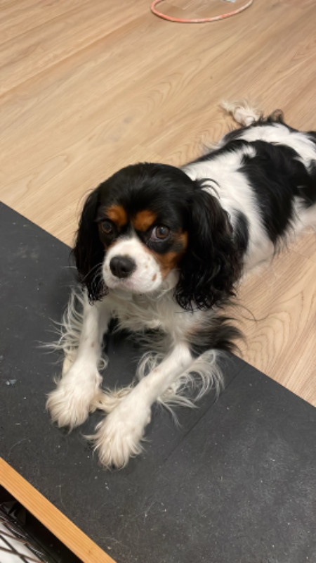 Cavalier King Charles puppy in Dogs & Puppies for Rehoming in Chilliwack - Image 3