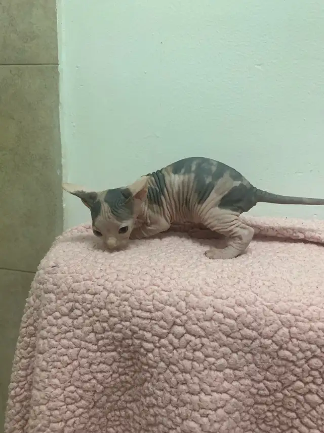Sphinx Kittens for Adoption in Cats & Kittens for Rehoming in City of Montréal - Image 9