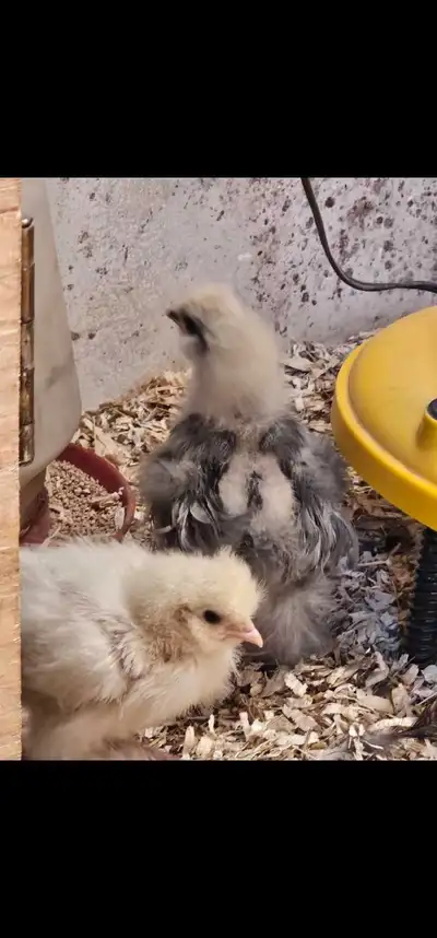 Silkie Hatching Eggs, View more