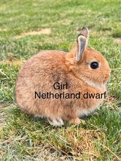 Netherland dwarf bunnies, View more