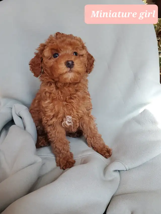 Miniature poodle puppy in Dogs & Puppies for Rehoming in Winnipeg - Image 3