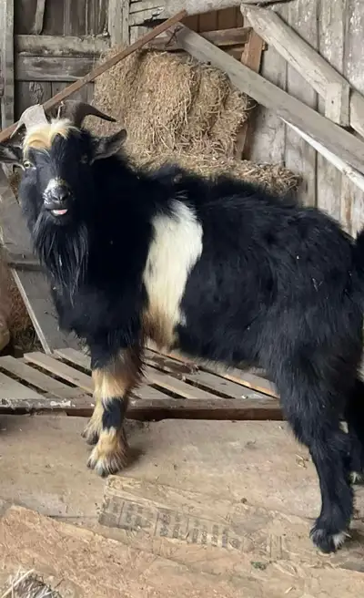 Male pygmy Goat for breeding, View more