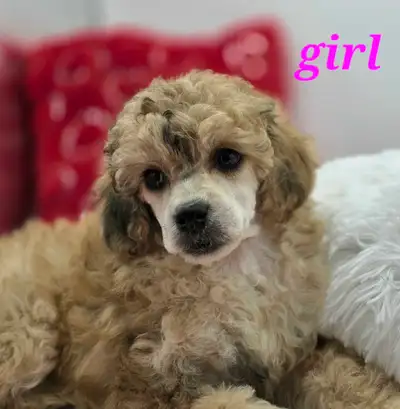 STUNNING MINIATURE POODLE PUPPIES, View more