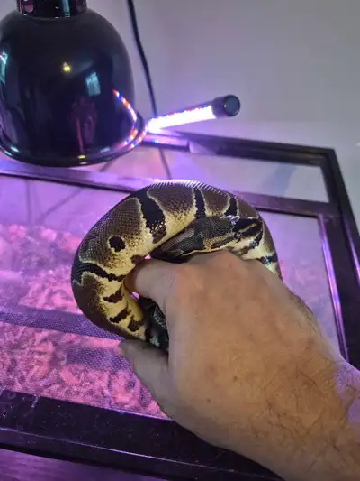 I'm selling my three-year-old female ball python, complete with a 20-gallon reptile tank, lighting a...
