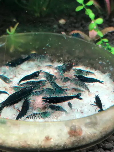 Orange eye blue tiger shrimp, View more