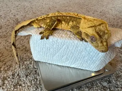 Male crested gecko ready for new home, View more