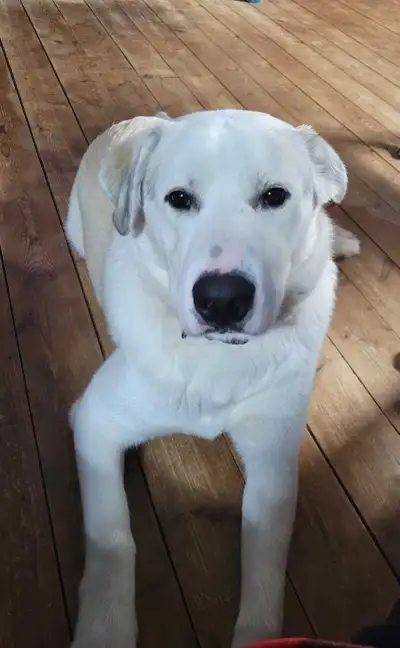 Mastiff/ Pyrenees Puppy for sale, View more