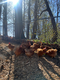 Chickens (Brown Layers)