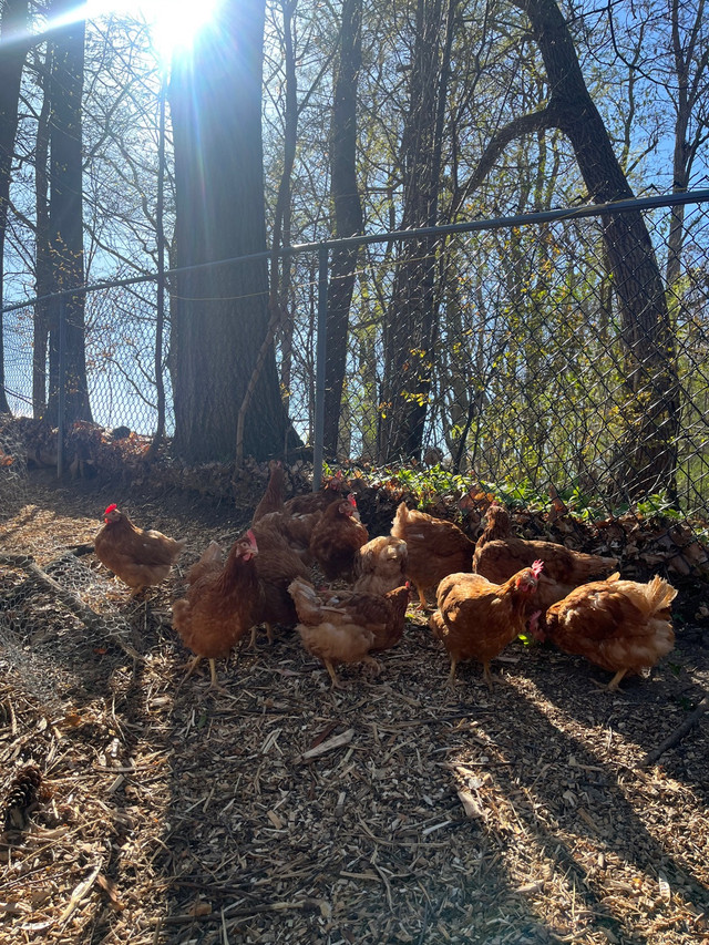 Chickens (Brown Layers) in Other in Oakville / Halton Region