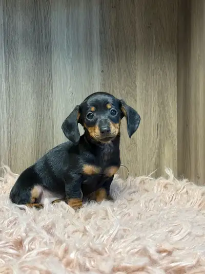 dachshund puppies, View more
