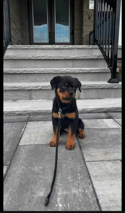 New home for puppy, View more