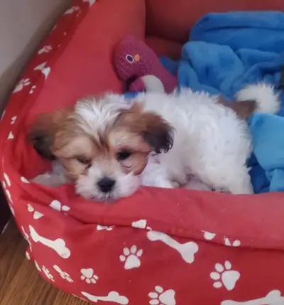 Yorkie/ Shihtzu, View more