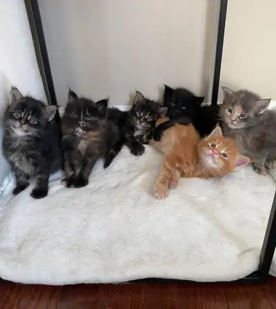 Purebred Maine Coon Kittens!, View more