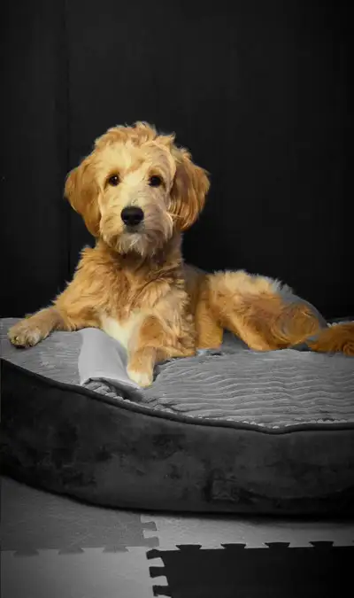 Mini goldendoodle 1 year old fully vaccinated, View more