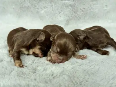 Havanese CKC Reg'd Purebred Puppies, View more