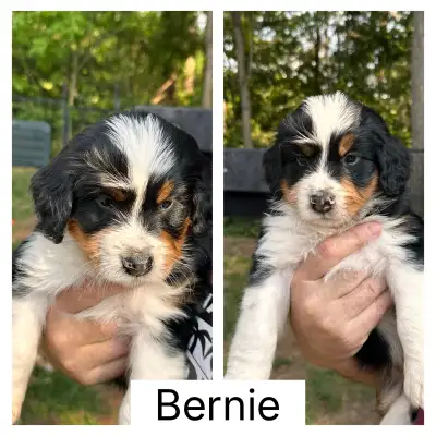 Bernedoodle Pups, View more