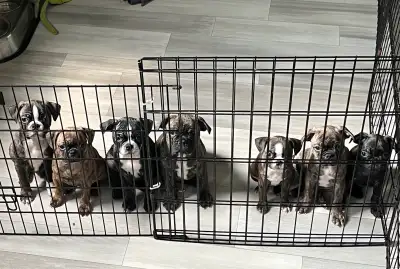 Bugg puppies  Boston Terrier / Pug Cross, View more