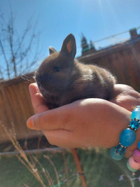 Baby bunny for sale