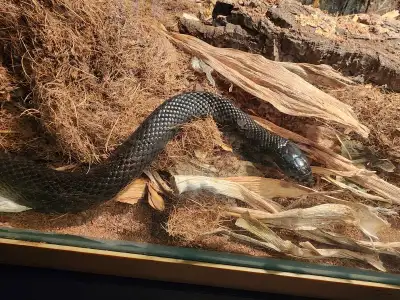 serpent roi noir du mexique et vivarium, View more