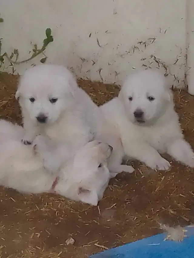 Maremma pyrenees  livestock guardian puppies in Dogs & Puppies for Rehoming in Owen Sound - Image 5