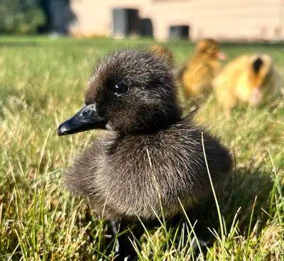 Hatching ducklings, View more