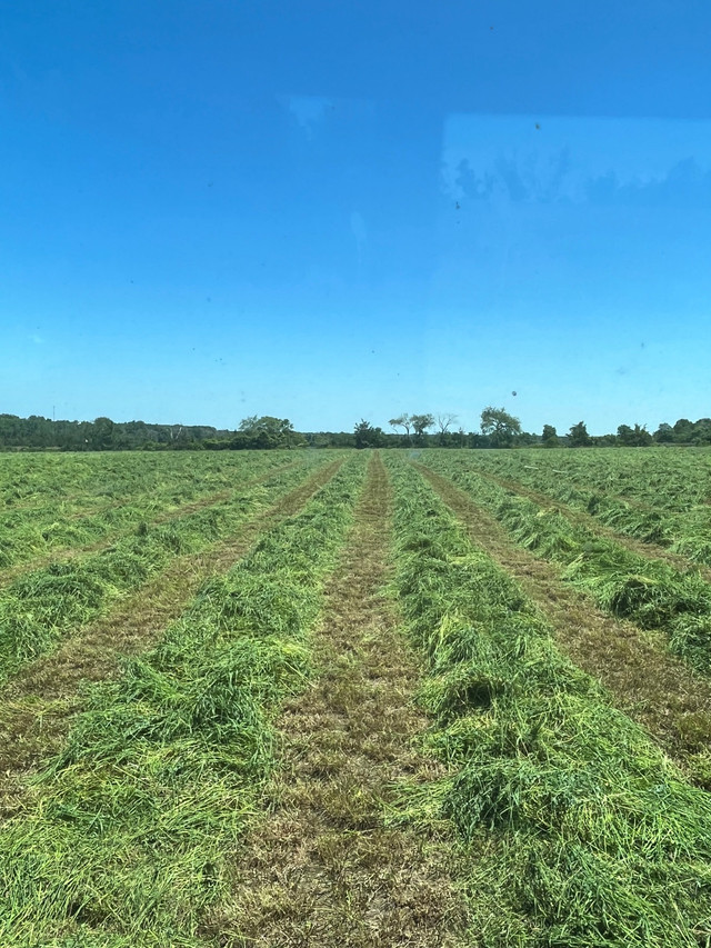 Hay for sale in Equestrian & Livestock Accessories in Belleville - Image 3