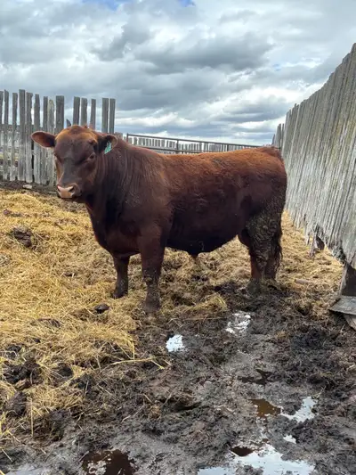 Red Angus Bulls , View more