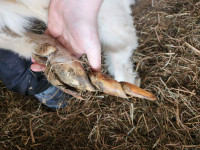 Small animal hoof trimming