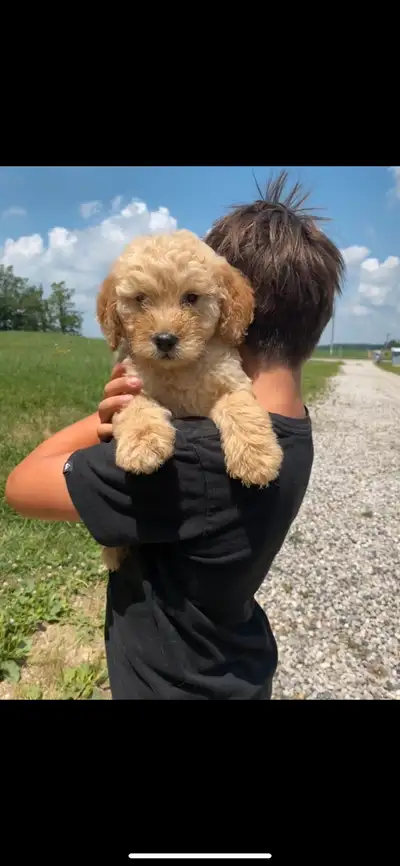 ONE LEFT! Double doodle puppies, View more