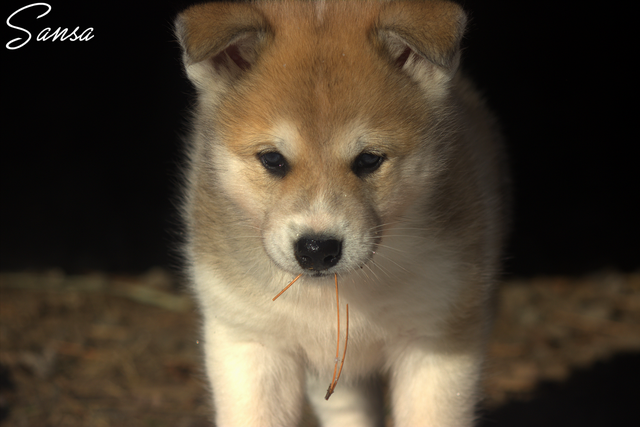 Chiots Samkita Inu puppies in Dogs & Puppies for Rehoming in Drummondville - Image 8