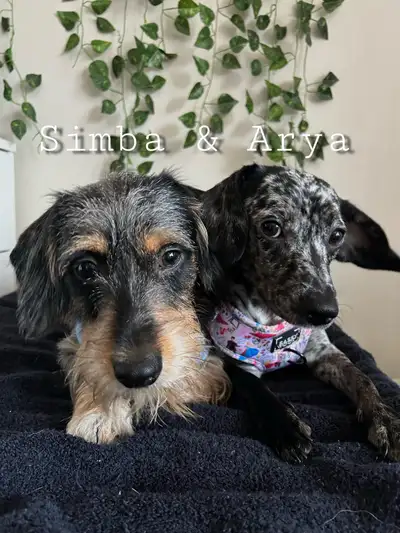 MEET SIMBA & ARYA - DACHSHUND MIX SIBLINGS FOR REHOMING, View more