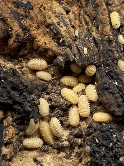 Pineapple Isopod - Cristarmadillidium muricatum (European Spiny), View more
