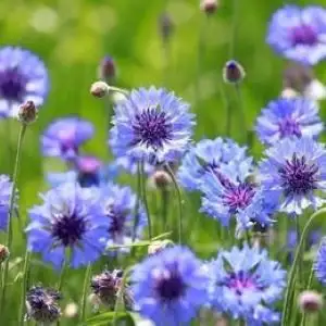 Bachelor button seeds, 10 grams for $5, a few available, View more