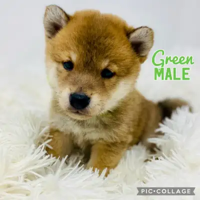 *Update: 1 left!* This beautiful litter of purebred Japanese Shiba Inu puppies with champion bloodli...