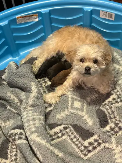 Small breed puppies for sale, View more