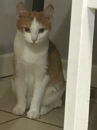 Female kitten looking for a fur-ever home., View more