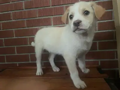 Puppies looking for forever homes, View more