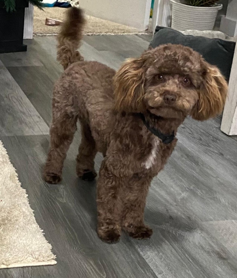 Toy Poodle Dogs & Puppies for Rehoming Annapolis Valley Kijiji